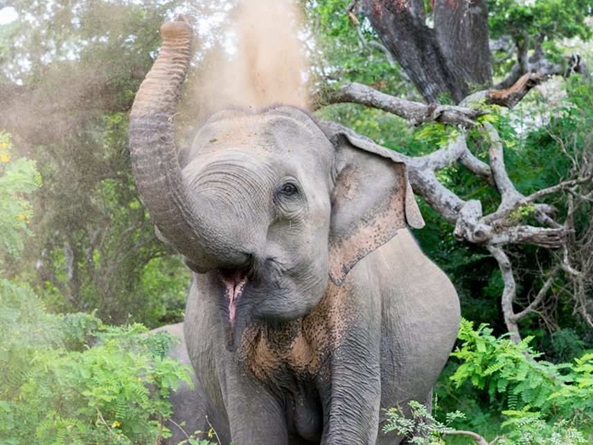 Wildlife Adventure Tour