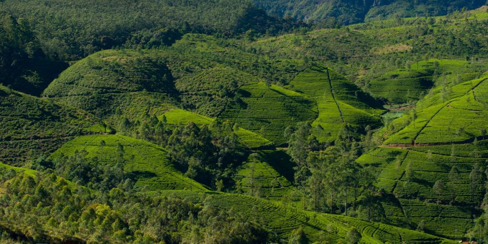 Nuwara Eliya sri lanka