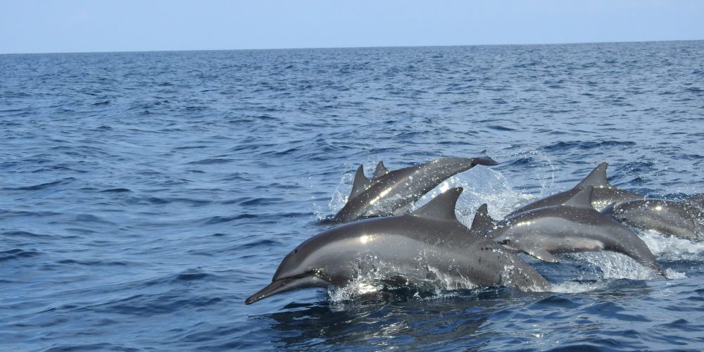 Whale Watching