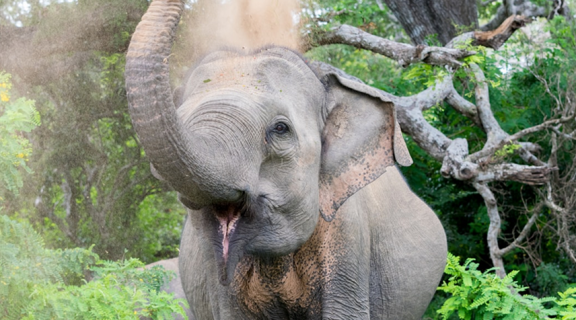 Wildlife Adventure Tour